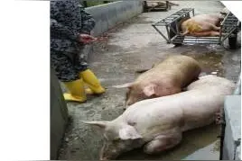 还记得去年1.6万头猪被淹猪场吗？雷雨季节又到，这些防范措施不能少！图片