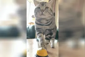 喵星人：主人，我饿了！什么时间开饭啊