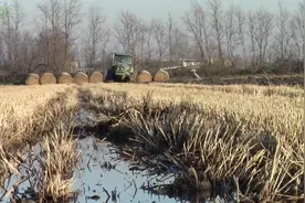 谁知道，这究竟是在耕地还是犁田呢？
