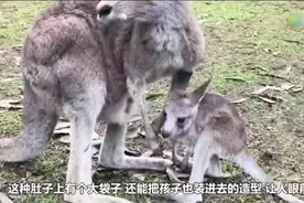 小袋鼠在妈妈口袋里拉屎，妈妈是怎么清理的？视频封面