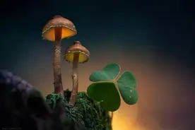 会发光的蘑菇，你见过吗？太美了！图片