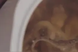 深圳降温了有点凉，我得赶紧饮一碗田七海马汤补补，你们周末都饮什么汤呢视频封面
