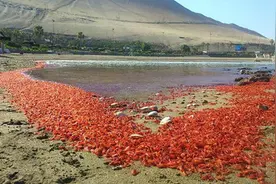 智利大批海洋生物暴毙 尸体铺满海滩（组图)图片