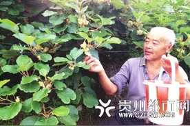 猕猴桃树分公母 修文猕猴桃花期正盛 工人忙摘雄花人工授粉图片
