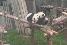 塑料姐妹情！熊猫妹妹上木头上姐姐一脚过去，打起来了！视频封面