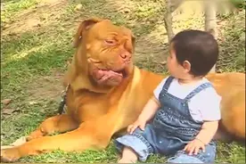 小宝宝和他的巨型保镖，恶犬粗犷的外表在宝宝面前也有一颗暖心视频封面