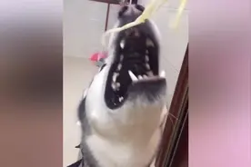 吃米线狗狗，米线在空中飞来飞去，好不容易才吃到