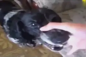 狗狗自带抖音你见过吗？真好玩，我去玩我家藏獒了