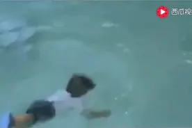 宝宝在泳池边上玩被爸爸一把抛入水中，接下来宝宝的反应亮了视频封面