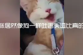 猫咪居然像狗一样吐舌头 逗比真的会传染的视频封面