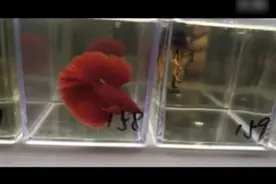鉴赏；各种斗鱼欣赏，总有一款你喜欢的-观赏鱼图片