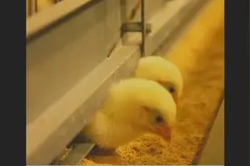 扛把子 聚焦三农 中国农业企业利用大数据和物联网养鸡 太牛了视频封面