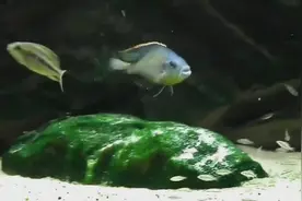 马拉维湖慈鲷鱼 厚唇天使，名为天使但是习性比较凶暴 不宜混养视频封面