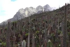 非洲赤道附近著名的山脉，名叫“月亮山” 乌干达的鲁文佐里山视频封面