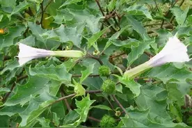 健康​常见​的​42种中草药及其功效​，收藏！图片