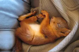 她要把路边死了的红松鼠埋掉时，一个奇迹让这段宠物情缘持续6年图片