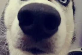 哈士奇拍照神技能来袭：我的头可以顶起一个地球图片