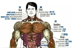 人体全身肌肉分布图图片