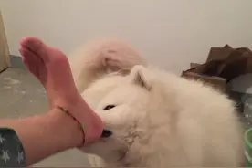 每次洗脚都要来喝洗脚水，喝过了又来亲我，你让姐姐情何以堪图片