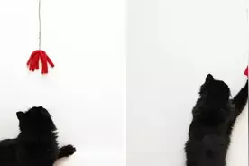 猫奴必备 | 13招花式逗猫大法！图片