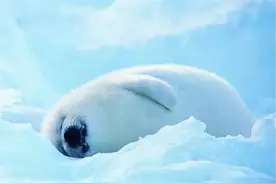 新萌神奶海豹，想看你笑，想和你闹，想拥你入我怀抱！图片