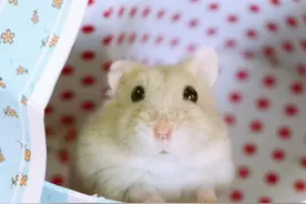 因为贪玩所以困在瓶子内 傻呼呼小仓鼠与玻璃瓶的爱恨情仇图片