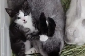 从小由兔子父母带大，这只猫咪竟然忘了自己的真实身份！图片