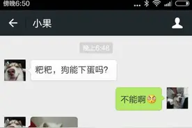 你是我见过吃煎饼吃相最丑的哈士奇！图片