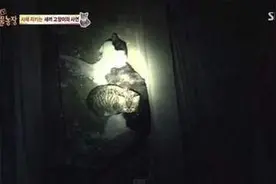 小猫依偎身边不知母亲已死，见到母猫最后一面却泪流满面图片