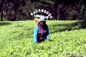 小白速成：兰卡红茶怎样选？锡兰茶的前世今生图片