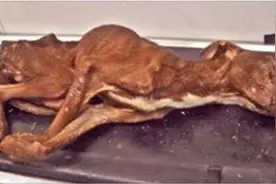 在垃圾桶发现快要死掉的狗狗！它努力活下去的背后有着残忍的真相图片
