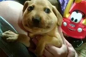 噗！看你这些小家伙们还敢不敢惹蜜蜂，真是又好笑又心疼！图片