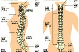 脊椎病防护权威指南-你的脊椎喊疼了吗？（技术贴，附专业图）图片