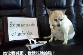 狗狗犯错了~看内无辜的小眼神~我原谅你好不啦~图片