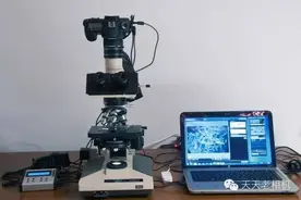 蝴蝶翅膀在显微镜下的美丽展现图片