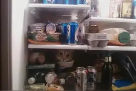 猫咪躲猫猫的技能真是逆天了！你能找到它们在哪吗？图片