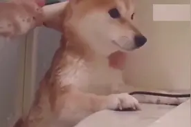 全网最乖柴犬洗澡可是洗完澡之后主人懵了！视频封面