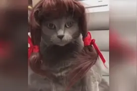 村姑把自家的猫咪打扮成这样，太辣眼睛了