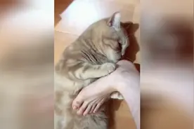 你这脚丫子得有多臭啊，猫猫狗狗都反感了！视频封面