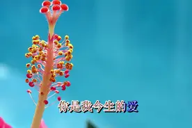 一首《你是我今生的爱》送给你，今生今世不离不弃，醉了视频封面