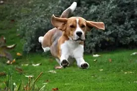 狗年来了！粤语中的这些“汪星人语”，你听过多少？图片