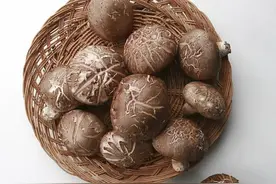 辟谣｜香菇也能引起“皮炎”，这是真的吗？图片