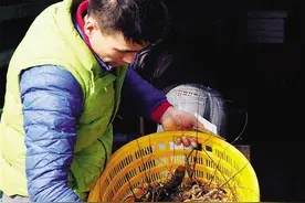 春节临近 黄沙水产市场人气旺 部分海鲜价格上扬图片