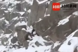评论丨治疗驴友任性，有偿救援能药到病除？图片
