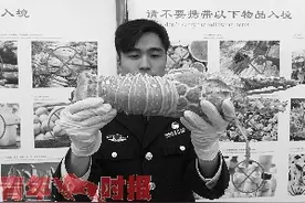 大龙虾三文鱼接连“落网” 春节回国带礼物别任性图片