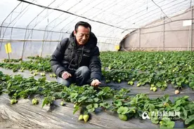 没吃过吧?青岛教授种出白草莓 水蜜桃味的(图)图片