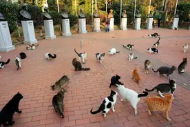 伊斯坦布尔：一座被猫占领的城市图片
