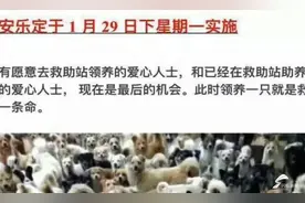 烟台：救助站濒临倒闭流浪狗险被安乐死 仍需6吨狗粮解“食荒”图片