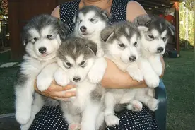 阿拉斯加不愧是雪橇三傻之首，主人都被玩坏了图片