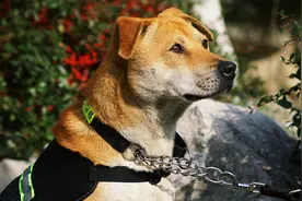 南京不少博物馆都有“狗保安”，吓退不速之客能得半只烧鸡图片